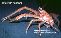 • 8th pair of thoracopods highly reduced - used to clean gills
• Abdomen tucked under cephalothorax
• Hermit crabs have uropods with rasps for clinging to inside of shell and have an asymmetric coil of abdomen to hold onto columnella of gastropod shell