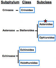 • Crinoidea - sea lilies and feather stars
• Stelleroidea - stars
• Echinoidea (Strongylocentrotus - urchin)
• Holothuroidea (Cucumaria miniata - sea cucumber)