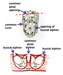 • Asexually bud 
• Each social module has it's own incurrent and excurrent siphon but is connected via stolens
• Colonial modules have separate buccal siphons and mouths but share a tunic and atrial siphon