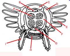 Identify parts A-H of above Ophuroidea arm cross section.
