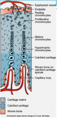 Bone develops from a cartilagenous model (hyaline cartilage) that is subsequently replaced by osseous tissue present in the ossification centers. The cartilage becomes mineralized as the cells move upwards. The hairpin arterioles under the growth ...
