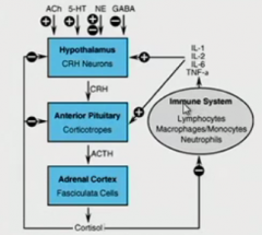 hypothalamus ->
pituitary which puts out corticotropes like ACTH ->
adrenal cortex for cortisol -> feeds back to hypothalamus and ant. pituitary

NT are acting on hypothalamus as well as cytokines