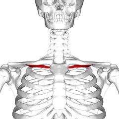 Origin: First costal cartilage
Insertion: Inferior border of clavicle
Action: Depresses and stabilises clavicle
Innervation: Nerve to subclavius