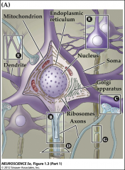 Dendrites – inputCell Body – integration, transcriptionAxon – conductionTerminal– transmission