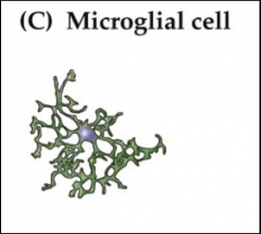 Microglial
cell 



