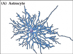 








Astrocytes