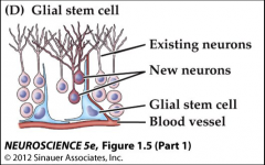 glial stem cells