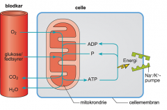 **indre og ydre membran 

**cellens "kræftværker" = ATP produktion ved nedbrydning af næringsstoffer, især glukose og fedtsyrer