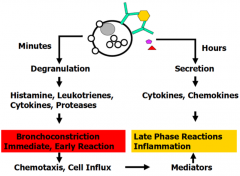 - Degranulation →
- Release of pre-formed Histamine, Leukotrienes (LTC4, D4), Cytokines, and Proteases →
- Bronchoconstriction (immediate, early reaction) →
- Chemotaxis and cell influx (also helps stimulate late phase reactions / inflamm...