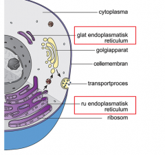 Endoplasmatisk reticulum