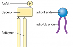 glycerol + to fedtsyrer + fosfatgruppe)  = danner dobbeltlipidmembran