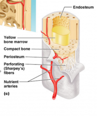 Dense layer of vascular connective tissue enveloping the bones except at the surfaces of the joints