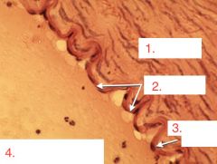 Where is this specific tissue located?