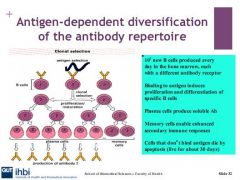 clonal deletion occurs when the b cells have surface igs which have strong affinity or recognise self ags. they are destroyed or inactivated by apoptosis, or inactivated by reapplication of RAG, or undergo Anergy