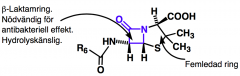 - Laktam = ring med amin, väldigt reaktiv mot peptidaser 
- Alltid COOH!
- Aromatring i R är hydrolyskänsligt