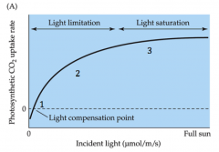 light compensation point occurs where photosynthetic CO2 uptake is balanced by CO2 loss by respiration
below light saturation point, photosynthesis is limited by light availability
light saturation point is reached when photosynthesis increases ...