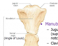 -Jugular (suprasternal) notch


-Clavicular notch


-Manubriosternal Joint