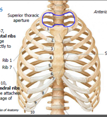 1-7; vertebrocostal ribs, costal cartilage attaches directly to sternum