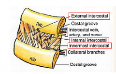 -external intercostal (superficial)


-internal intercostal (middle)


-Innermost intercostal (deepest)


Innervated by intercostal nerve