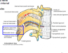 Betweem the internal and innermost intercostal muscles