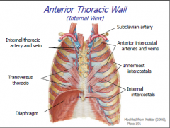 Internal thoracic artery and vein, Transversus thoracis, diaphragm, anterior intercostal arteries and veins, internal and innermost intercostals