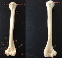 upper arm bone