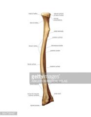 lateral inferior arm bone