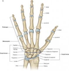 14 bones of the digits 3 per digit, thumb has 2