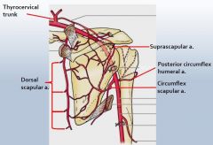 Circumflex scapular a.  is a direct branch of the SUBSCAPULAR A. & anastomeses with these 2 arteries: dorsal scapular & suprascapular a.