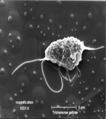 Flagellated protozoans 
Trichomonassp