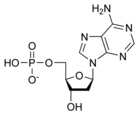 Deoxyadenosine Monophosphate is a type of...