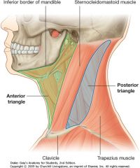 Superior: mandible
Anterior: midline
Posterior: SCM