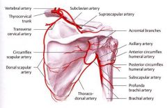 Suprascapular artery runs with suprascapular nerve! Army goes over the bridge, navy goes under the bridge (bridge= the superior transverse scapular ligament) 

Suprascapular artery arises from THYROCERVICAL TRUNK (first part) of subclavian artery.