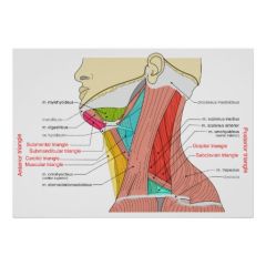 Submandibular (digastric) triangle
Submental (suprahyoid) triangle
Carotid traingle
Muscular triangle