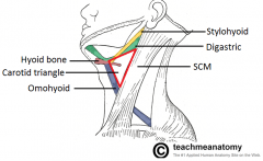 Superior: posterior belly of digastric
Anterior: superior belly of omohyoid
Posterior: SCM