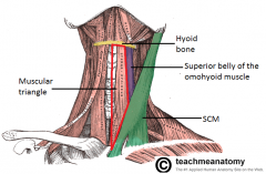 Superior: superior belly of omohyoid & hyoid bone
Anterior: midline
Posterior: SCM