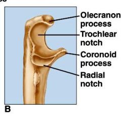 process that joins with the olecranon fossa of the humerus when arm is extended