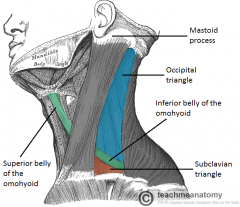 Anterior: SCM
Posterior: trapezius
Inferior: inferior belly of omohyoid m