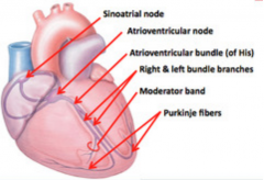*Moderator band (or septomarginal trabecula) 

Helps connect the anterior papillary muscle to the interventricular septum