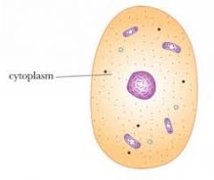 Cytoplasm