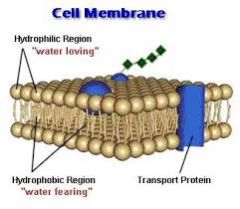 Cell Plasma / Membrane