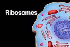 Ribosomes