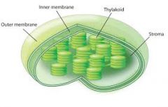 Chloroplast
