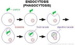 endocytosis
