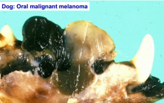 What has happened to this malignant melanoma