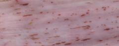 WHat may cause this lesion in cattle