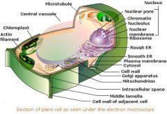 This is a diagram of a {choose one: plant | animal} cell.