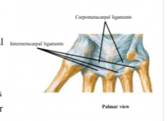 CMC and IMC ligaments
- interosseous and collateral 
