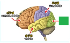 뇌의 위쪽에 위치해 있으며, 시각정보를 분석하고, 통합하는 역할을 수행하는 이 것은?