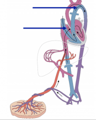 Explain the schematic of fetal circulation